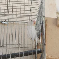 ماده ذات دار