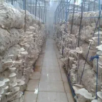 دوره آموزشی تکثیر و پرورش قارچ خوراکی|خدمات آموزشی|مشهد, احمدآباد|دیوار