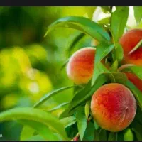 بالا رفتن 3الی 5 برابری تناژ محصولات کشاورزی
