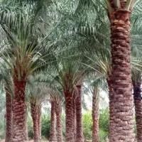 حرس درخت خرما