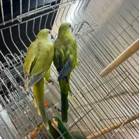 طوطی راهب سبز پسته ای و اپلاین|پرنده|آمل, |دیوار