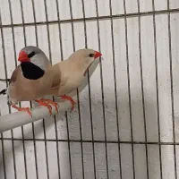 فنچ کرواتی مولد|پرنده|تبریز, |دیوار