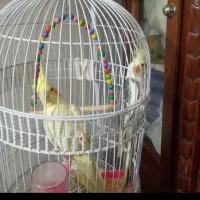 عروس هلندی سر حال|پرنده|مشهد, کشف|دیوار