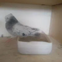 نرسرور کاکلی