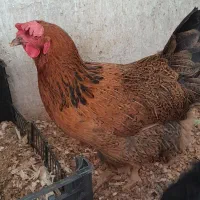 مرغ گلپایکانی