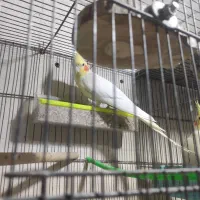 عروس هلندی لوتینو معاوضه با سینامون