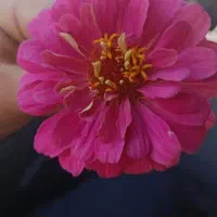 تعیین شعبه وام