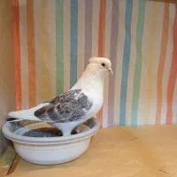 کبوتر|حیوانات|زنجان, |دیوار