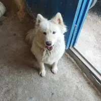 سگ سامویید معاوضه هم میکنم با گربه