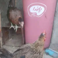اسباب بازی  عروسکی مـرغ- محلی