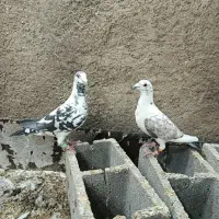 کفتر بزک با سرور|پرنده|شیراز, کوزه گری|دیوار