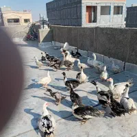 غاز سیکاس اردک|حیوانات مزرعه|بجنورد, |دیوار