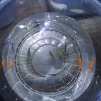 تعدادی ماهی آکواریوم|ماهی|قائم‌شهر, |دیوار