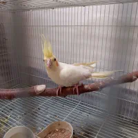 عروس هلندی لوتینو جفت نروماده مولد|پرنده|ارژن, |دیوار