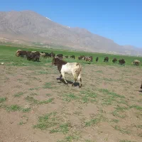 بزهای پاکستانی کمیاب اصل جنس