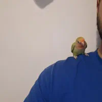 طوطی برزیلی