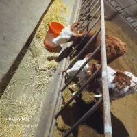 گوساله ماده