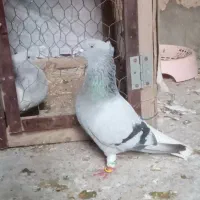 کبوترشامی دم سفید|حیوانات|شوشتر, |دیوار