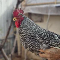 خروس نژاد آمروک