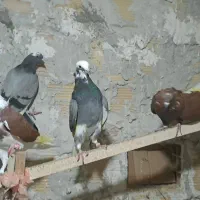 کبوتر پرشی|پرنده|رشت, کوی فکوری|دیوار