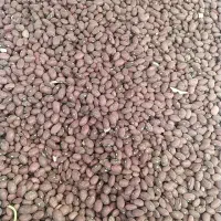 لوبیا|عمده‌فروشی|آوج, |دیوار