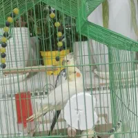 عروس هلندی