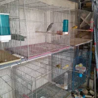 فروش قناری رسمی بلند ورسمی|پرنده|ابهر, |دیوار