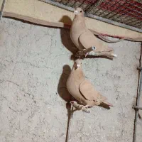 زرد دم‌سفید نرماده