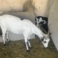 بز جزیره ای جوان با کهره ماده|حیوانات مزرعه|شیراز, دارالرحمه|دیوار