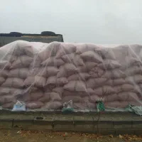 کاه یونجه کوبیده شده با خرمن کوب فریمان