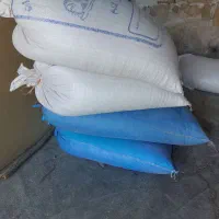 گندم افتاب
