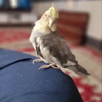 عروس هلندی|پرنده|کلاله, |دیوار