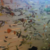 ماهی گوپی|ماهی|یزد, |دیوار