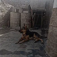 سلام یک جفت نر وماده ژرمن|سگ|زابل, |دیوار