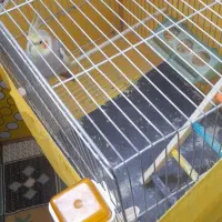 عروس هلندی نر