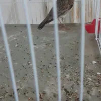 سهره خاکی نر مست بخون