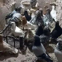 ۲۰تا نر قلدور به شرط