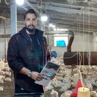 فروش جوجه گوشتی راس به صورت تخصصی