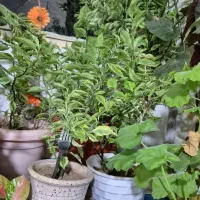 انواع گل ها|گل و گیاه طبیعی|الوند, |دیوار