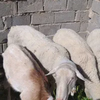 میش قوچ و بره لاکن