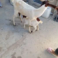 فروش تعدادی بز|حیوانات مزرعه|جم, |دیوار