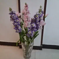 فروش انواع گیاهان آپارتمانی|گل و گیاه طبیعی|تهران, کرمان|دیوار