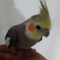 عروس هلندی|پرنده|رباط‌کریم, نصیرشهر|دیوار