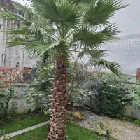فروش نخل پالم بادبزنی|گل و گیاه طبیعی|آستارا, |دیوار