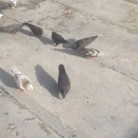 پرنده