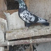 کبوتر گرفتنی پرشی نرو ماده جوجه معاوضه با پلاکی