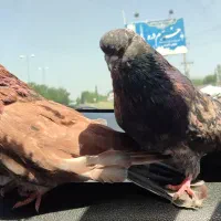 سرور
