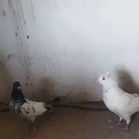 کبوتر غریبگیری|پرنده|کرج, کوی امامیه|دیوار