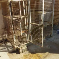 پرنده کفتر قفس