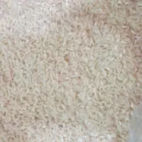 برنج کشت دوم طارم